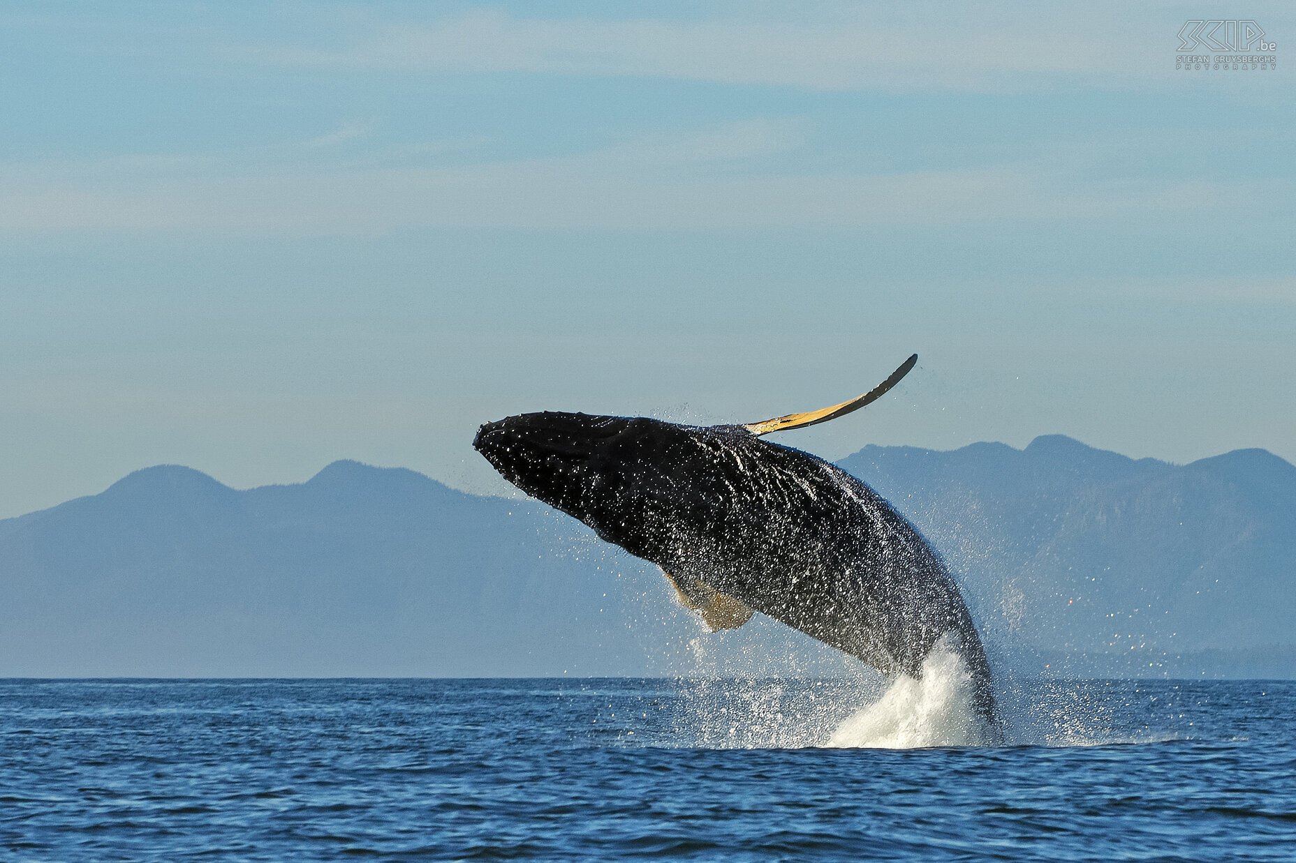 Tofino - Springende bultrug Springende bultrug (humpback whale/Megaptera novaeangliae). Walvissen springen waarschijnlijk als ze in groep zijn en om sociale redenen zoals het tonen van dominantie of interesse om te paren of als waarschuwing voor gevaar. Stefan Cruysberghs